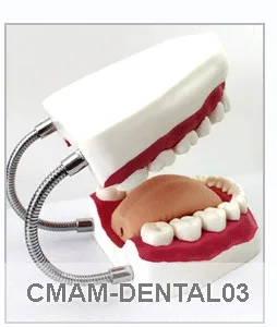 CMAM/12604 Dental-Development of the set of Teeth, Human Oral Dental медицинская обучающая анатомическая модель