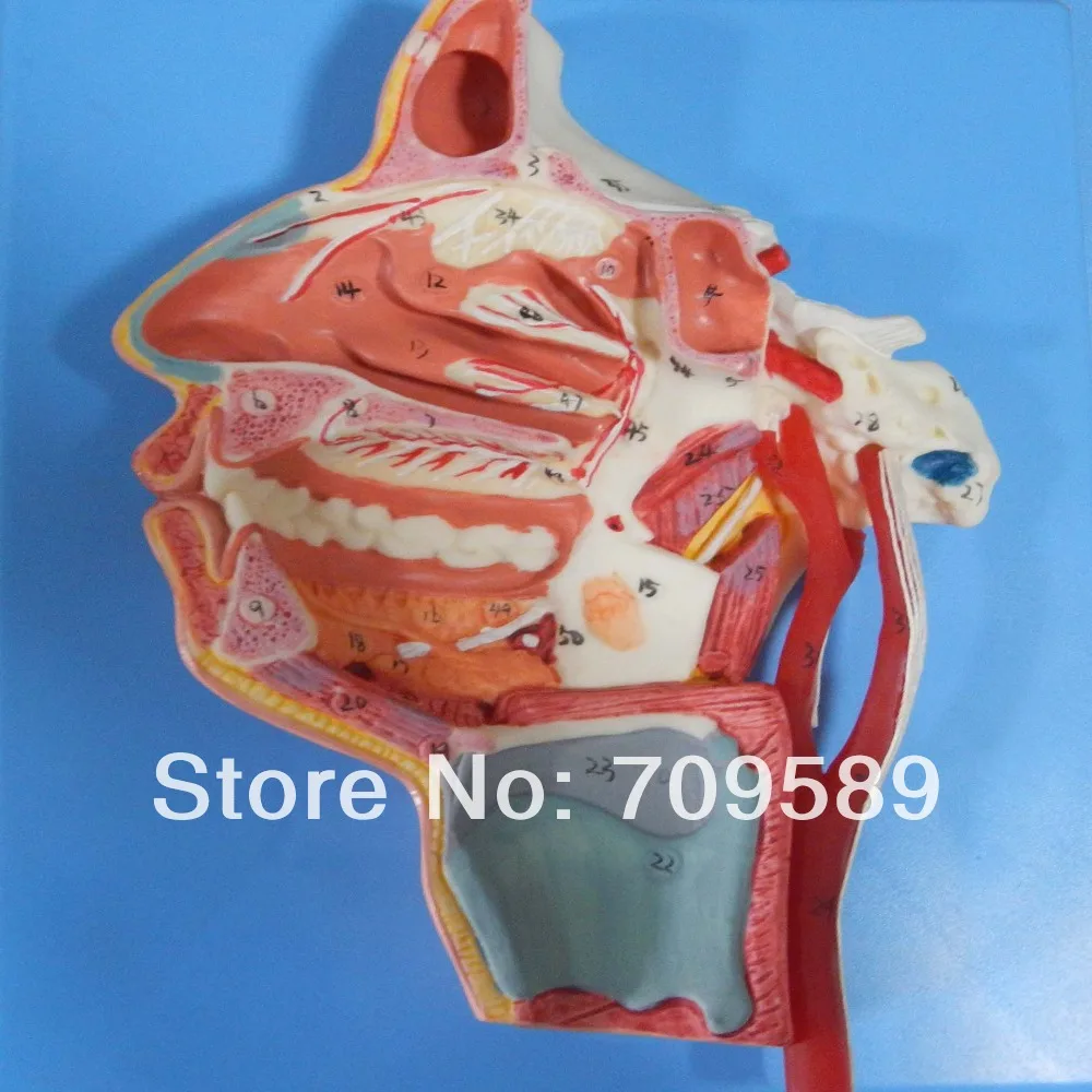 

HOT SALES mouth,nose,pharynx and larynx with vessels and nerves