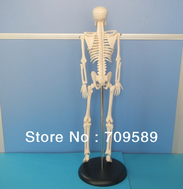 45 см высокие мини пластиковые скелеты, ПВХ образование скелет