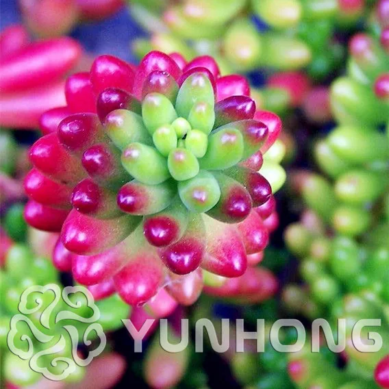 

New Outdoor Plants Promotion 100Pcs Sedum Rubrotinctum Succulent Bonsai Home Garden Ornamental Flower DIY Potted Plant
