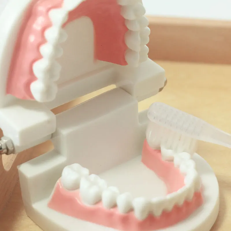 Montessori Practical Life Brushing Teeth Materials Wooden Educational Toys For Children Juguetes Montessori Preschool YL1164H