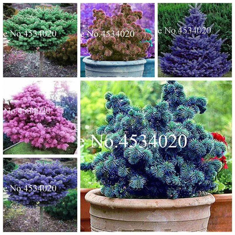 

30 Pcs Blue Spruce Tree In Pot Bonsai Courtyard Garden Bonsai Plant Pine Tree Seedsplants for home garden,flores para jardim