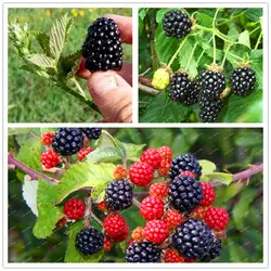 Большая Акция! шт./пакет 100 Heirloom Sweet Black Giant Blackberry Triple Crown Blackberry Black Mulberry бонсай фруктовый завод