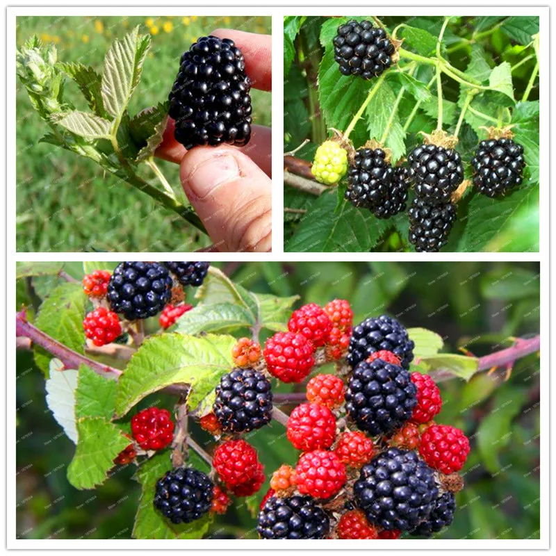 Big Promotion!!!100Pcs/bag Heirloom Sweet Black Giant Blackberries