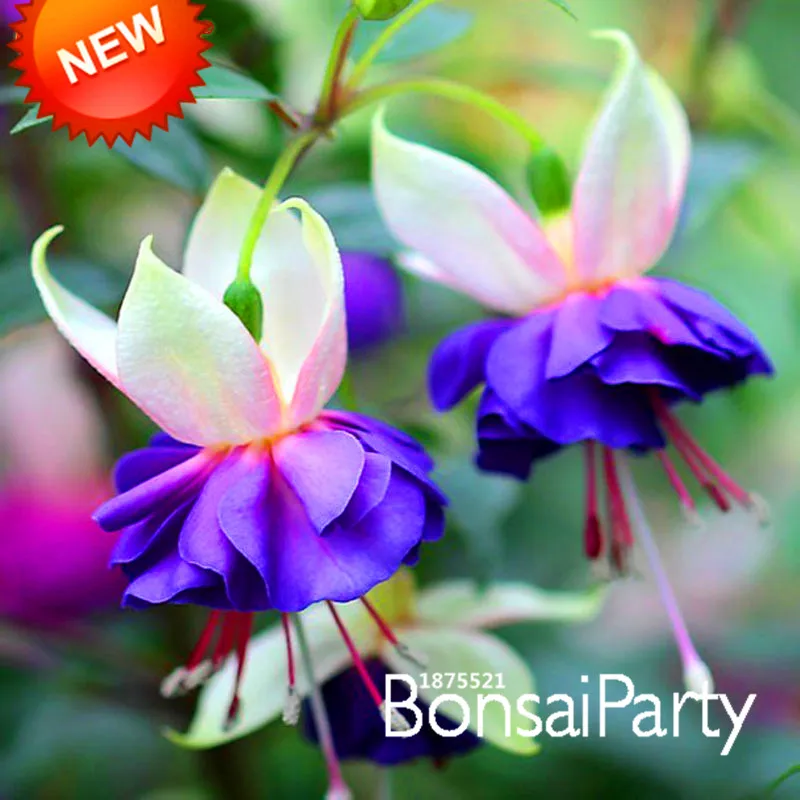 Promotion Pink Purple Bell Flowers Fuchsia Seeds Potted Flower Pink Purple Bell Flowers Fuchsia Seeds Potted Flower Plants Hanging 50 Pcs Lot 8p8we9 In Bonsai From Home Garden On Aliexpress
