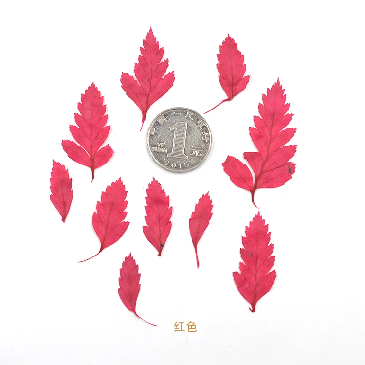 Приглашение на цветок лист козьего зуба сделай сам сушеный вечный образец