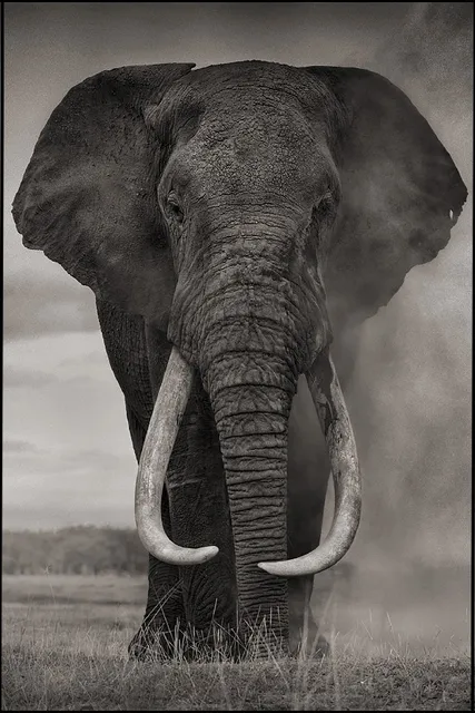 diy cadre lphant afrique animaux paysage monochrome mur dcor affiches art silk affiche en tissu wwscc - Cadre Elephant diy cadre lphant afrique animaux paysage monochrome mur dcor affiches art silk affiche en tissu wwscc - Cadre Elephant