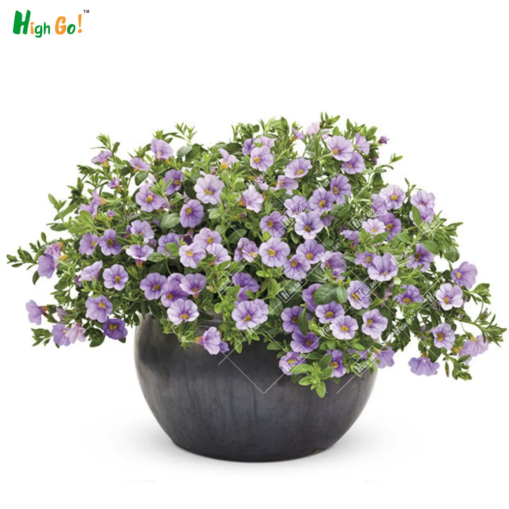30 Pcs / Bag,, Diy Potted Plants, Indoor / Outdoor Morning glory ... for Outdoor Potted Plants And Flowers
155fiz 30 Pcs / Bag,, Diy Potted Plants, Indoor / Outdoor Morning glory ... for Outdoor Potted Plants And Flowers
155fiz
