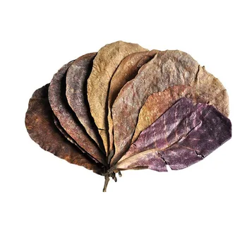 

Terminalia Catappa Foetida Leaves Island Almond Leaf Fish Cleaning Treatment 10pcs Natural Olive Leaf Aquarium Filter