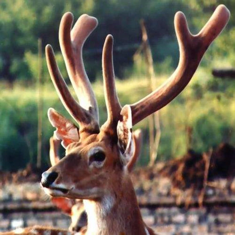 Рога марала. Северный олень. Панты марала. Алтайский марал. Панты рога оленя.