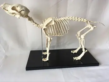 

canine skeleton model Dog skeleton veterinary teaching instrument dog model