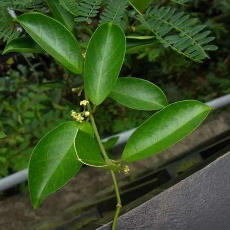

100-1000g Pure Gymnema Sylvestre Powder Extract 30:1,Gymnema,ustralian cowplant root or leaf extract for control blood sugar