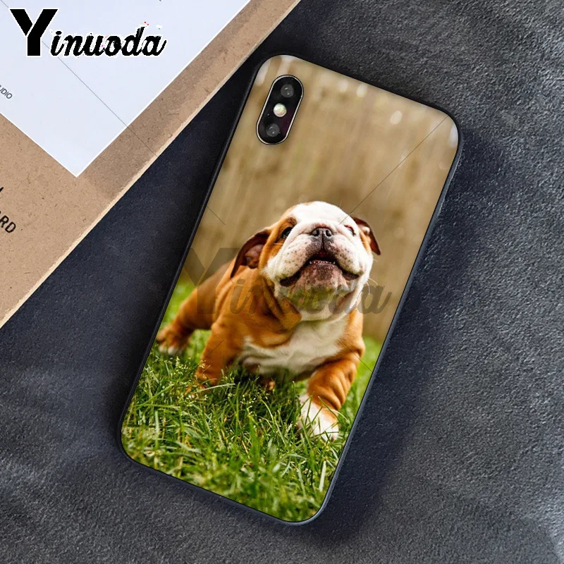 Cute dog english bulldog
