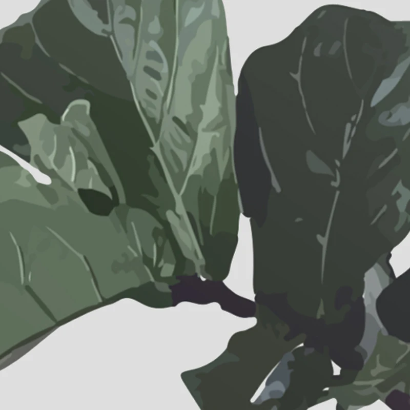 ficus_lyrata_3 - 