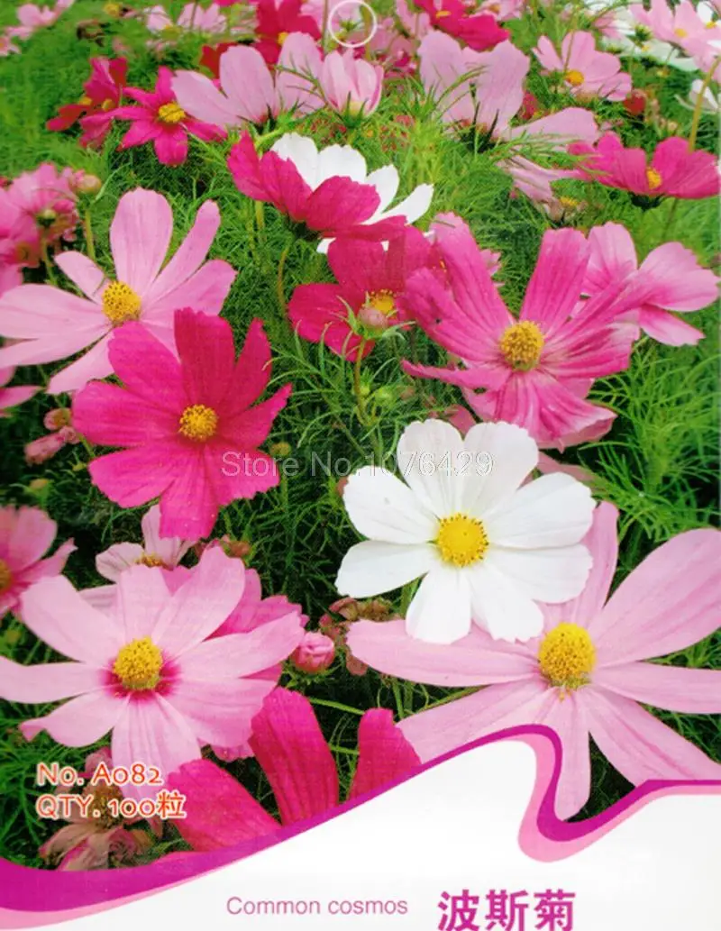 Common Garden Plants popular common garden plants-buy cheap common garden plants lots Common Garden Plants popular common garden plants-buy cheap common garden plants lots