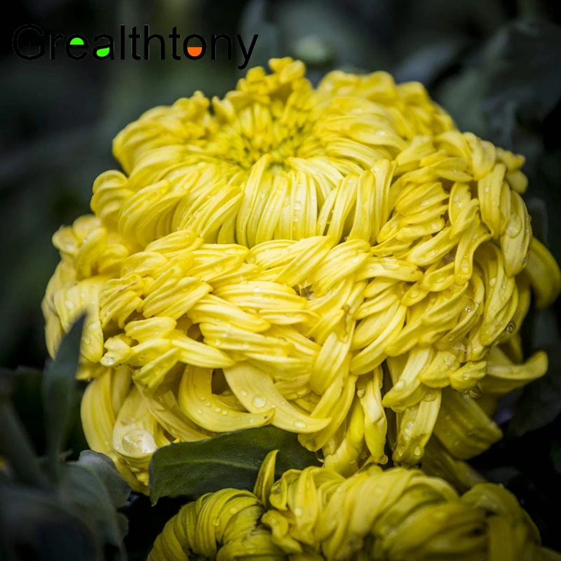 Chrysanthemum oil )