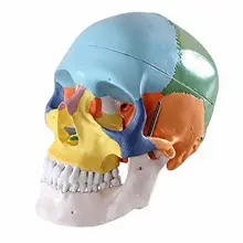 Dental Colored Anatomical Human Skull Model 3 parts Ceramic White Teaching Model