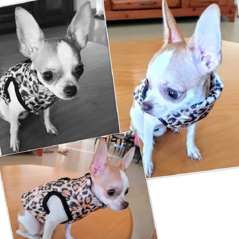 clothing for cats