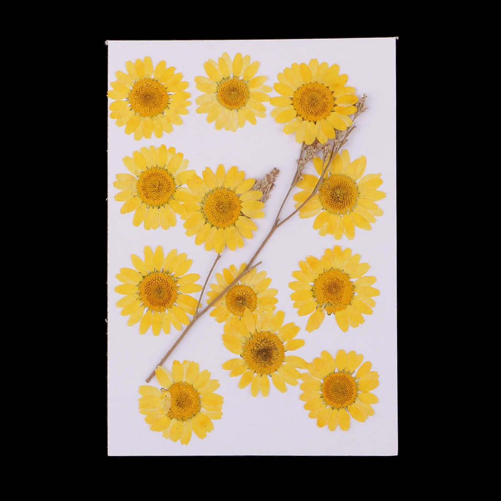12 Pcs Dried Pressed Flowers for DIY Scrapbooking Art Crafts Chrysanthemum