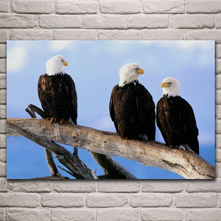 Alaskan Bald Eagle Art Print Home Decor Wall Art Poster F