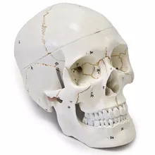 В натуральную величину 3 части пронумерованные с швами человеческий анатомический Скелет стоматологический анатомический мозг Анатомия взрывается модель черепа