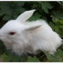 WYZHY год творческие подарки моделирование Мех животных имитация кролика рекс Друзья Детские Подарки 11 см X 19 см