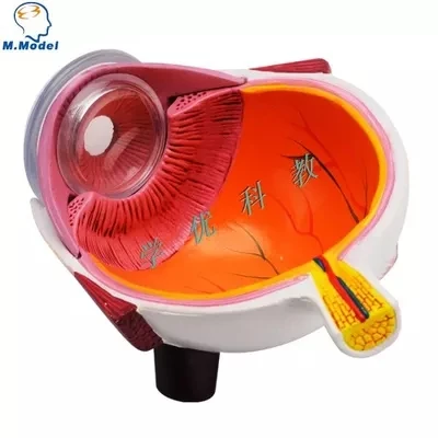 Anatômico da Anatomia do Meio Withiut o Cartão Modelo Olho Humano 3 China eye anatomy model Suppliers