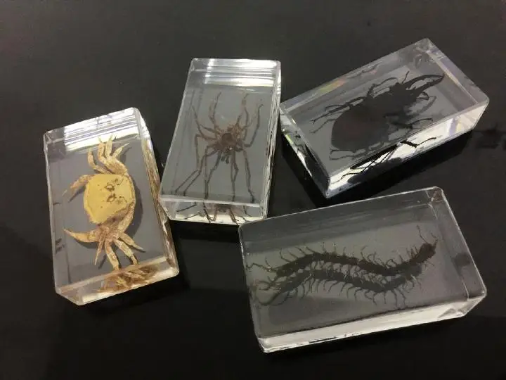 

FREE SHIPPING 4 pcs Hot Sale Real Cute Shape Fresh Style Paperweight Insect Specimen