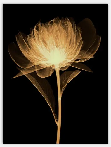 Abstract-Transparent-Flowers-Wall-Painting-Bedroom-Decor-Canvas-Painting-Prints-Wall-Art-Pictures-for-Living-Room.jpg_640x640 (4)