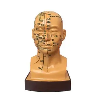 

19CM Gold Male pvc teaching medicine human acupuncture acupoint head mannequin model facial acupressure display stand 1pc A337