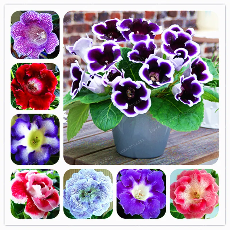 

100 Pcs Gloxinia Bonsai Perennial Bonsai Balcony Flower Garden Decoration Bonsai Planting Fast Grow Flower Bonsai