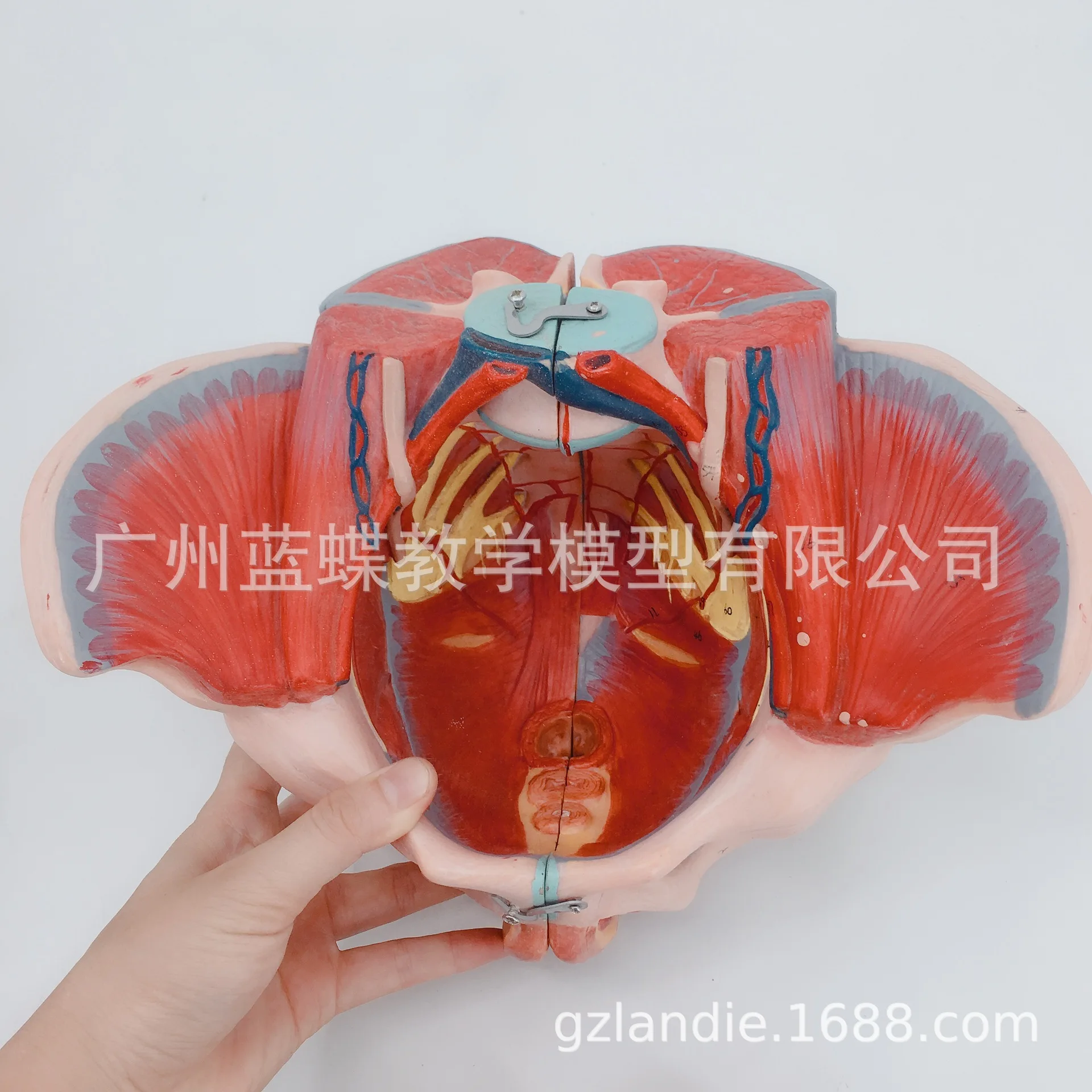 pvc vísceras nervosas modelo genital