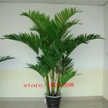 50pcs/pack Lady Palm seeds Tree Seeds Perennial Plants Free Shipping