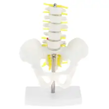 Человек 5 поясничные позвонки с тазом крестцовый скелет модель анатомическая модель школа преподавания инструмент обучения дисплей Лаборатори
