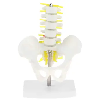 

Human 5 Lumbar Vertebrae with Pelvis Sacrum Skeleton Model Anatomical Model School Teaching Tool Learning Display Lab Supplies