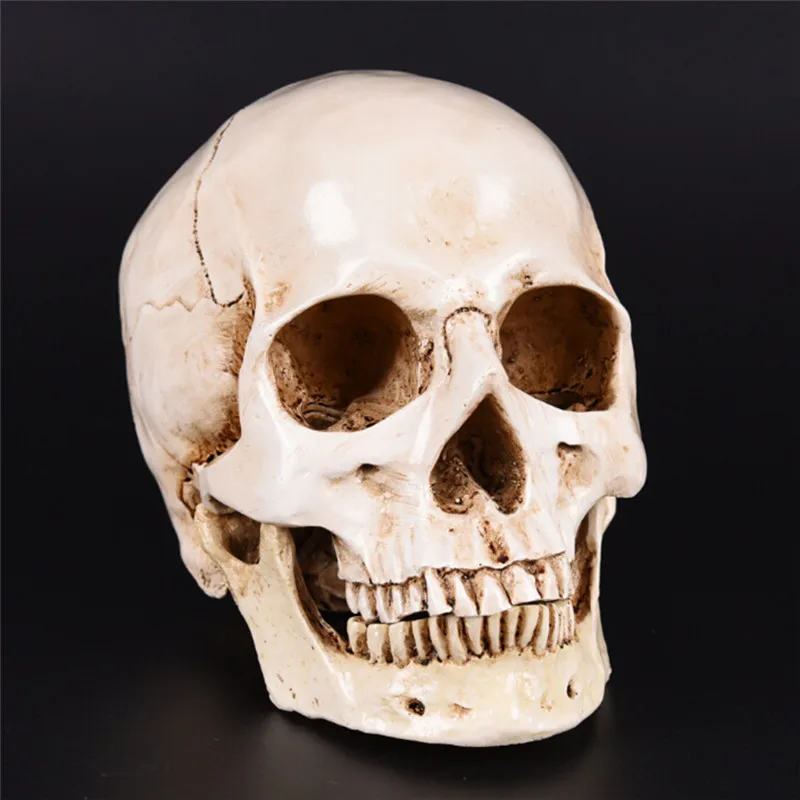 

Lifesize 1:1 Human Head Resin Replica Medical Model Halloween Home Decoration Decorative Craft Skull