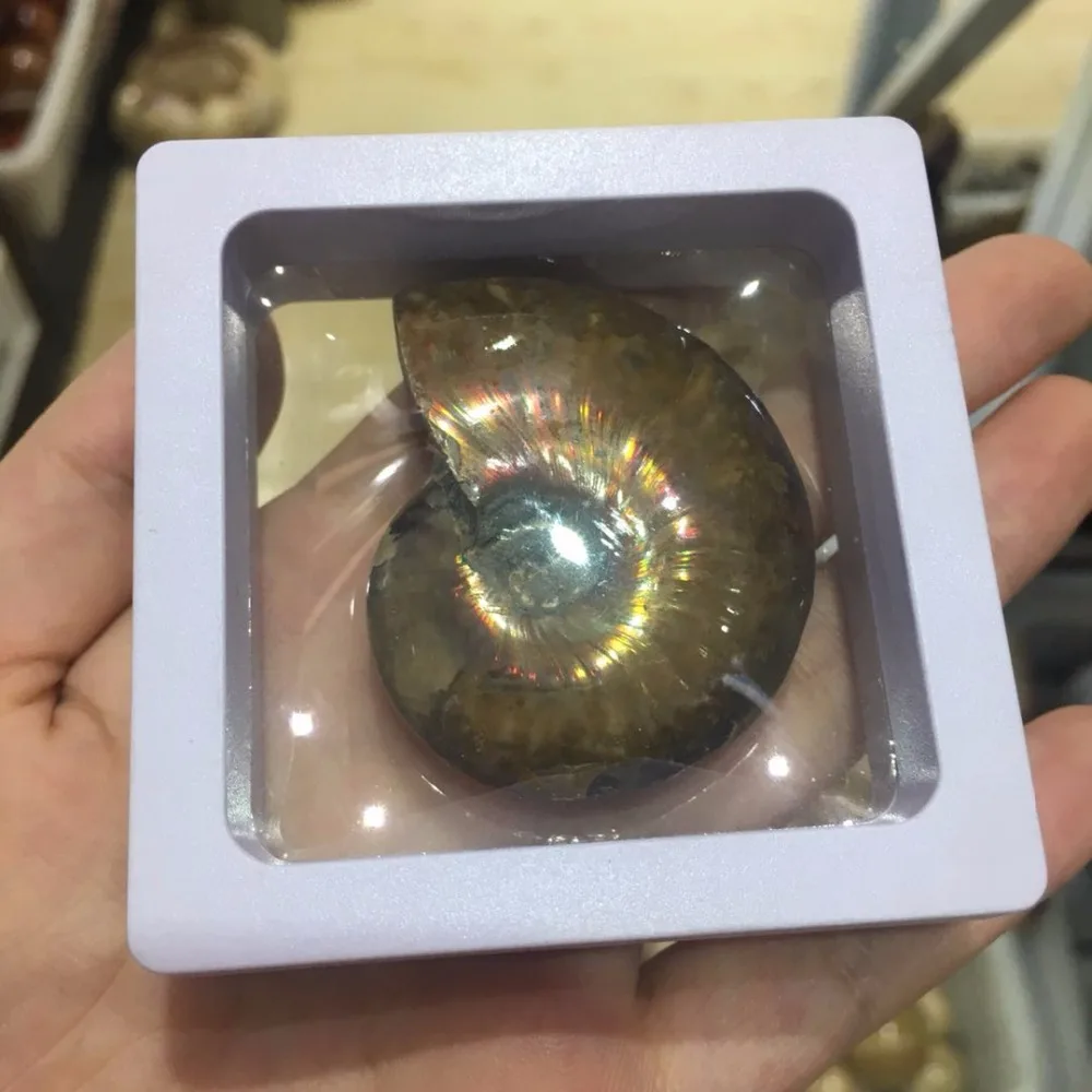 Ammonite Fossil (1)