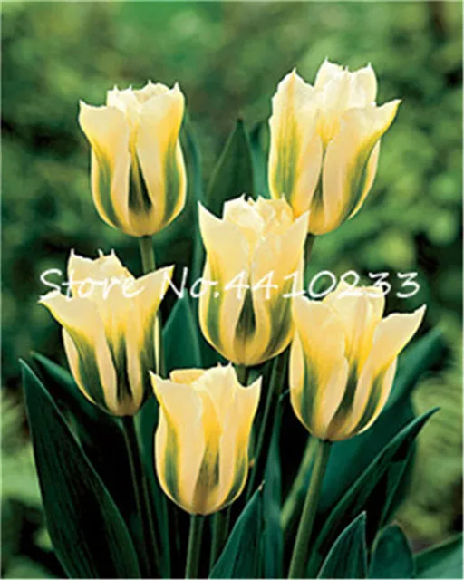 Bonsai 100 sztuk Bonsai tulipan (nie tulipan żarówki) 24 odmiany Rainbow Tulip wysokiej klasy kwiat doniczkowa roślina najpiękniejsza * kolorowe tanie i dobre opinie Kwitnące rośliny Mini duże małe średnie Wykluczone Bardzo proste Wieloletnich Umiarkowany Upiększających Raka Bonsai 100 sztuk Bonsai tulipan (nie tulipan żarówki) 24 odmiany Rainbow Tulip wysokiej klasy kwiat doniczkowa roślina najpiękniejsza * kolorowe tanie i dobre opinie Kwitnące rośliny Mini duże małe średnie Wykluczone Bardzo proste Wieloletnich Umiarkowany Upiększających Raka