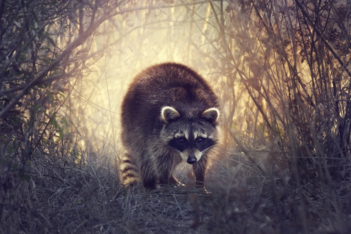 canvas fabric poster custom print (frame available) raccoon in the bushes PMC048 for wall decor room home decoration | Дом и сад