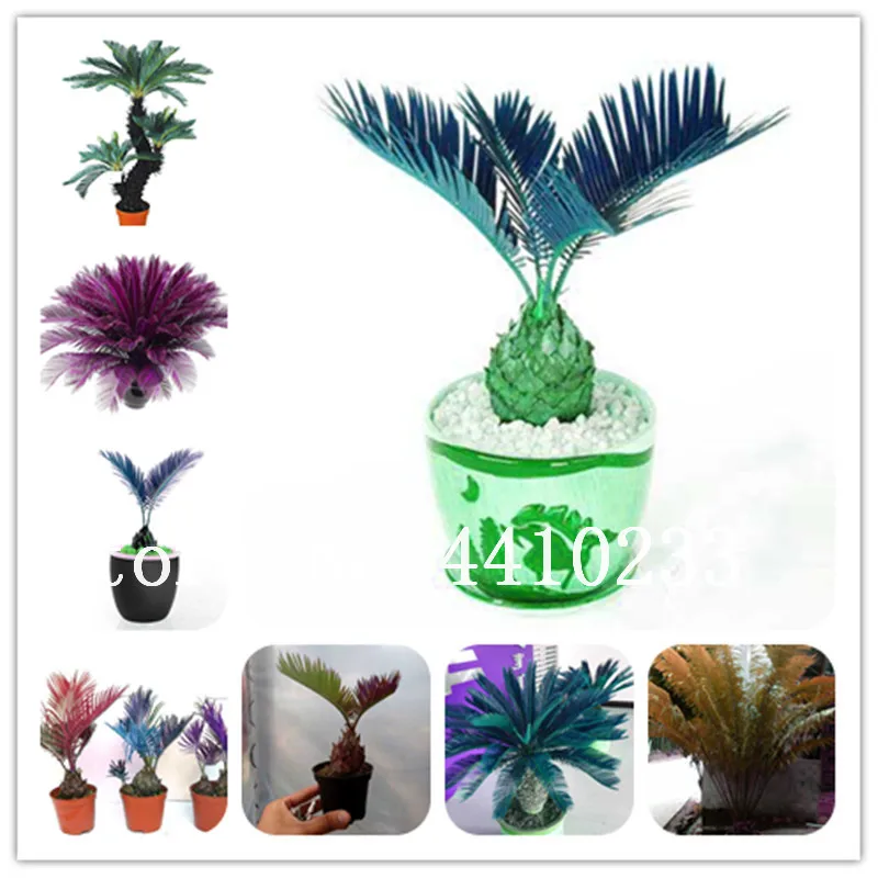 

10 Pcs Mini Blue Cycas Bonsai, Sago Palm Tree Plant,The Budding Rate 97%,Home Garden Big Bonsai Foliage Plants Purify The Air