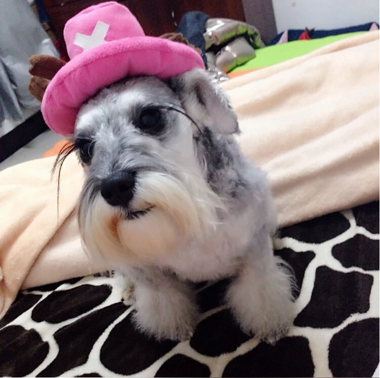 stereoscopic chopper cat hat size pet 