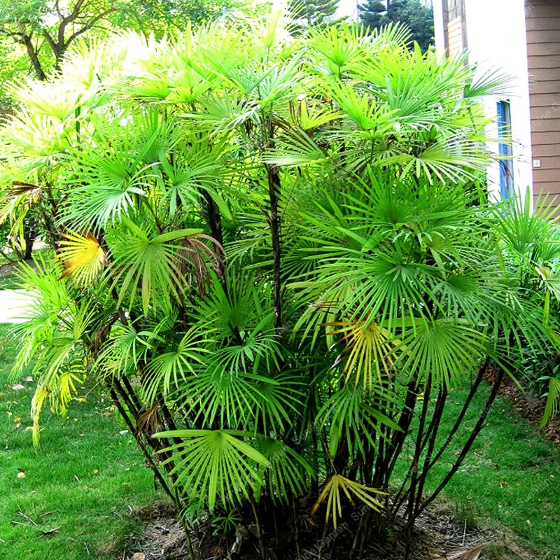 

10Pcs Chinese Palm Tree Bonsai Green Rare Cheap Perennial Evergreen Fast Growing Decor For The Garden The Yard Lady Palm Plant
