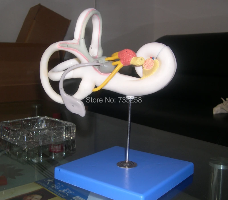 

Labyrinth Model,Inner Ear Anatomic Model