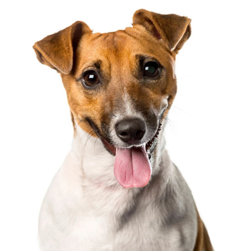Full Square Drill 5D DIY Diamond Painting&quotjack russel &quot dog 3D Embroidery Animal jack russell Cross Stitch Mosaic Home Decor | Дом и
