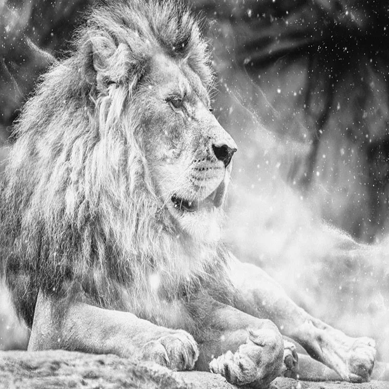 Custom Any Size Mural Wallpaper 3d Black And White Lion Wall