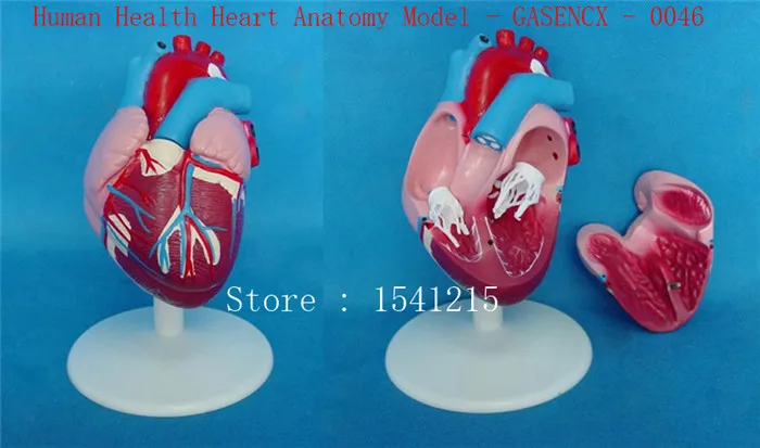 

Human Health Heart Anatomy Model - GASENCX - 0046