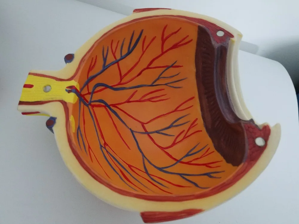 Обучающие принадлежности модель глазного яблока 6X анатомическая модель орган, анатомия образец человека модель медицинская наука обучающие материалы