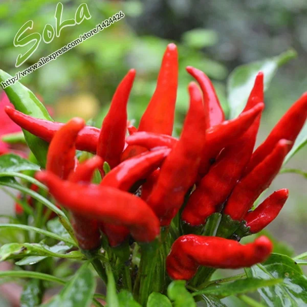Red hot chili peppers High Vitamin C Chinese Vegetable seeds 300pcs