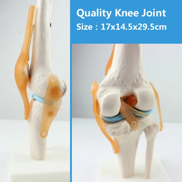12351 CMAM-JOINT05 Life-Size Human Knee Joint Skeleton Study Model, Medical Science Educational Teaching Anatomical Models 12351 CMAM-JOINT05 Life-Size Human Knee Joint Skeleton Study Model, Medical Science Educational Teaching Anatomical Models