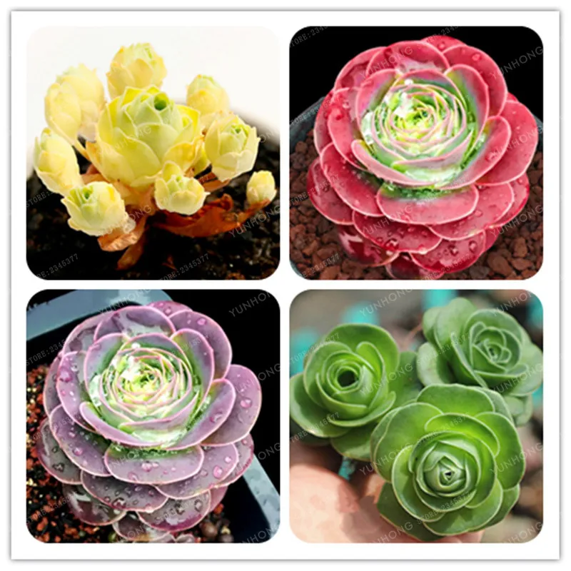

The Mountain Rose100 Pcs Green Rose Garden Greenovia Flower plant Bonsai Succulent Plant Meaty Plant Flower Bonsai Semillas